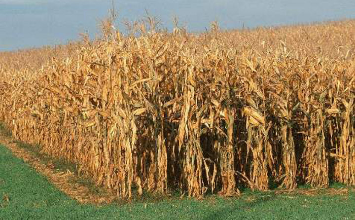 玉米秸稈 玉米秸稈