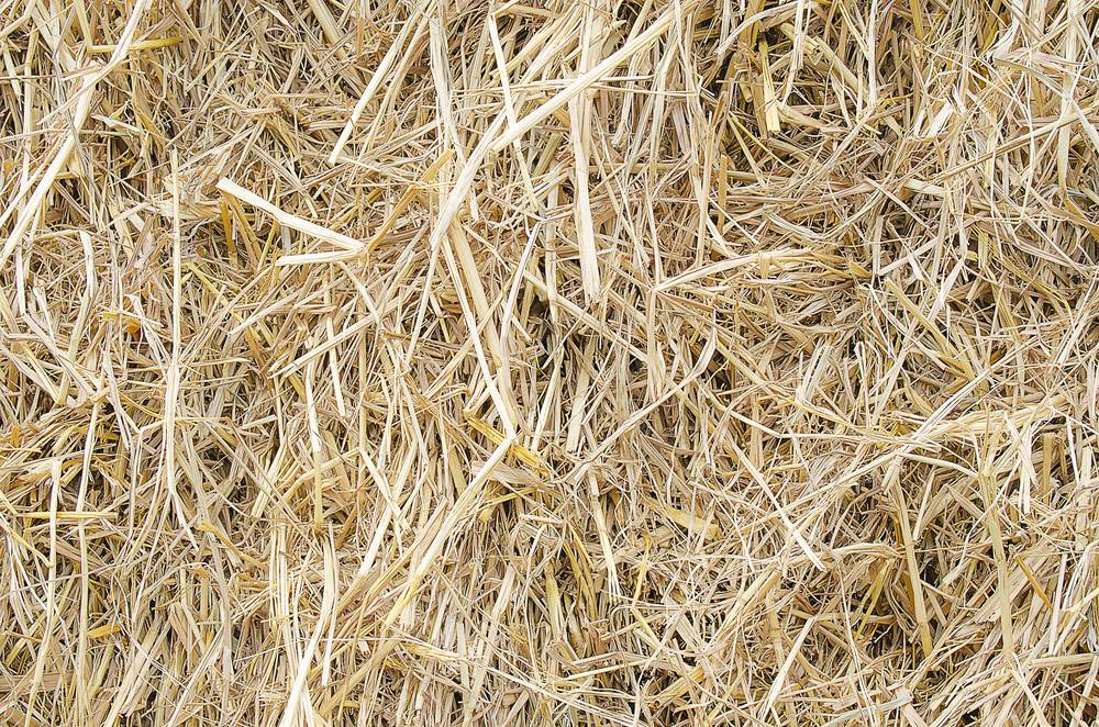 稻草4.jpg 稻草4.jpg