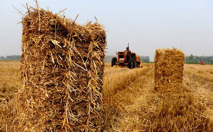 南陽秸稈顆粒機原料.jpg 南陽秸稈顆粒機原料.jpg